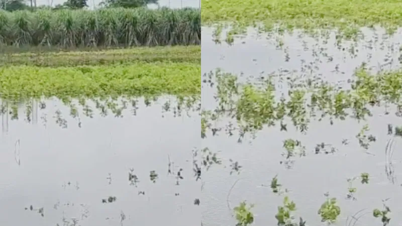 ಗಡಿಜಿಲ್ಲೆ ಬೀದರ್ನಲ್ಲಿ ನಿರಂತರ ಮಳೆ – ನೂರಾರು ಎಕರೆ ಬೆಳೆ ನೀರುಪಾಲು