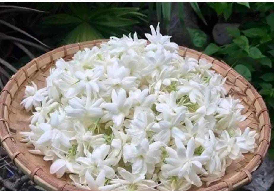 ಮಲ್ಲಿಗೆ ಹೂವು ಮುಡಿಯುವುದರಿಂದ ಆರೋಗ್ಯಕ್ಕೆ ಆಗುವ ಪ್ರಯೋಜನಗಳು