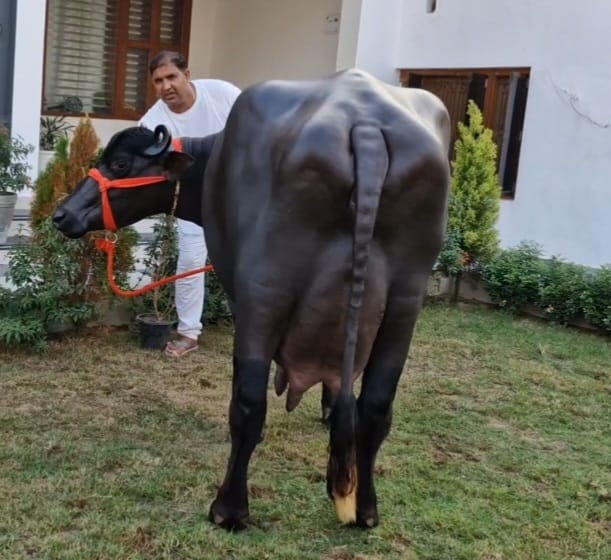 ಒಂದೇ ದಿನ 36ಕೆಜಿ ಹಾಲು, ದಾಖಲೆ ಬರೆದ ರಾಧಾ ಎಮ್ಮೆ !