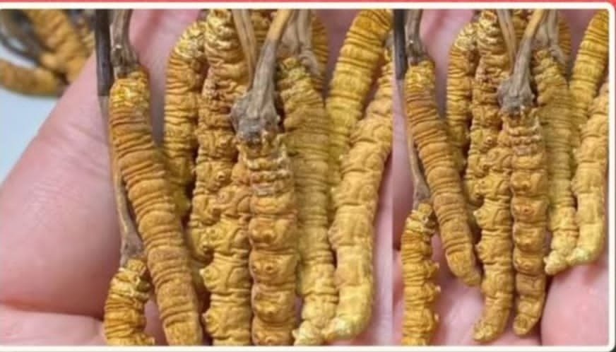 ಕೊಪ್ಪಳ ಹಣ್ಣು ಮೇಳದಲ್ಲಿ ಕೇಜಿಗೆ ₹15 ಲಕ್ಷದ ಅಣಬೆ ಪ್ರದರ್ಶನ