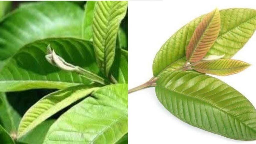 ಆರೋಗ್ಯಕರ ಹಸಿರು ಸೀಬೆ ಎಲೆಗಳು ಮತ್ತು ಸೀಬೆ ಎಲೆಯ ಕಷಾಯದ ಚಿತ್ರ.